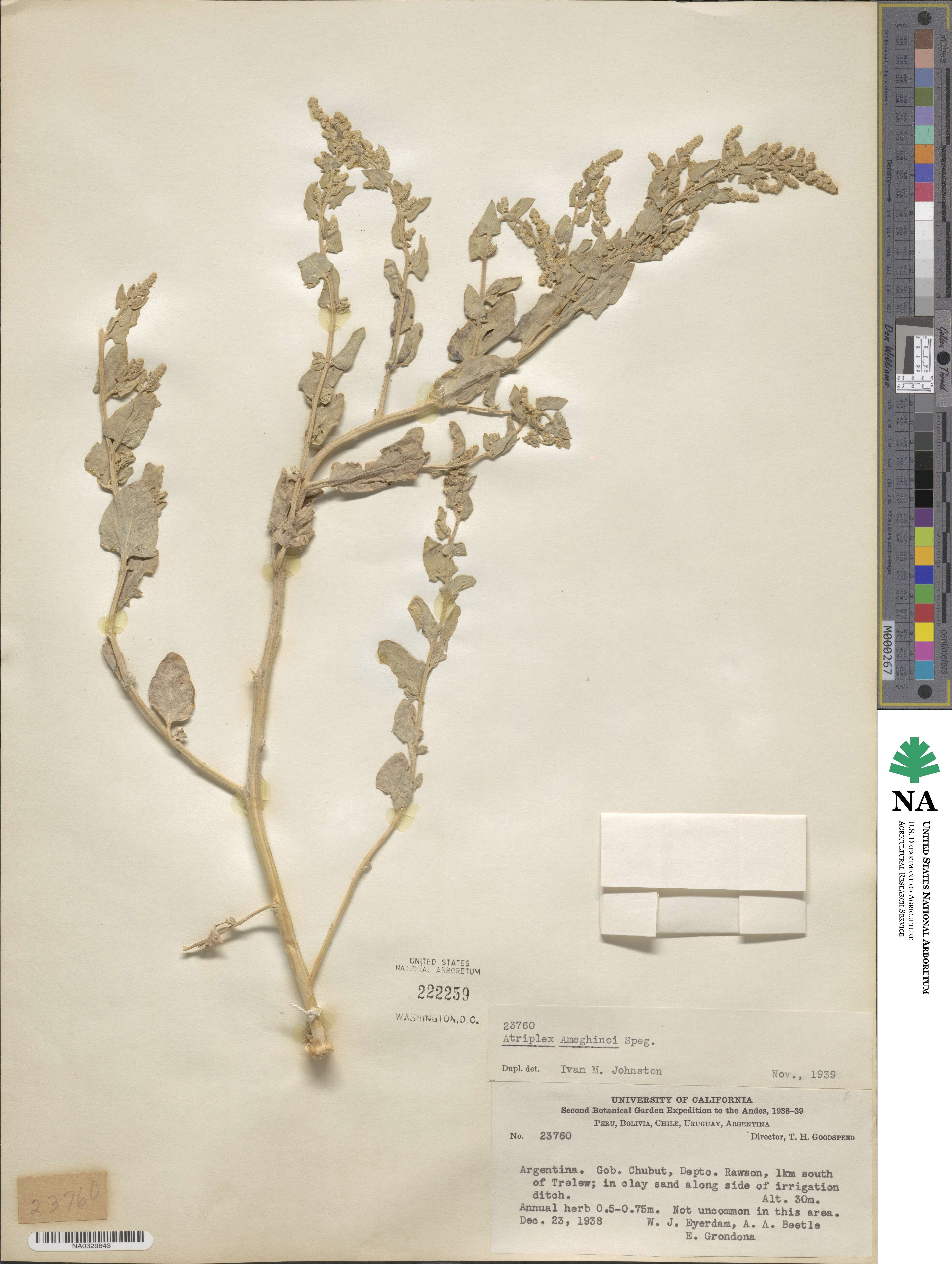 Atriplex ameghinoi image