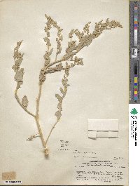 Image of Atriplex ameghinoi