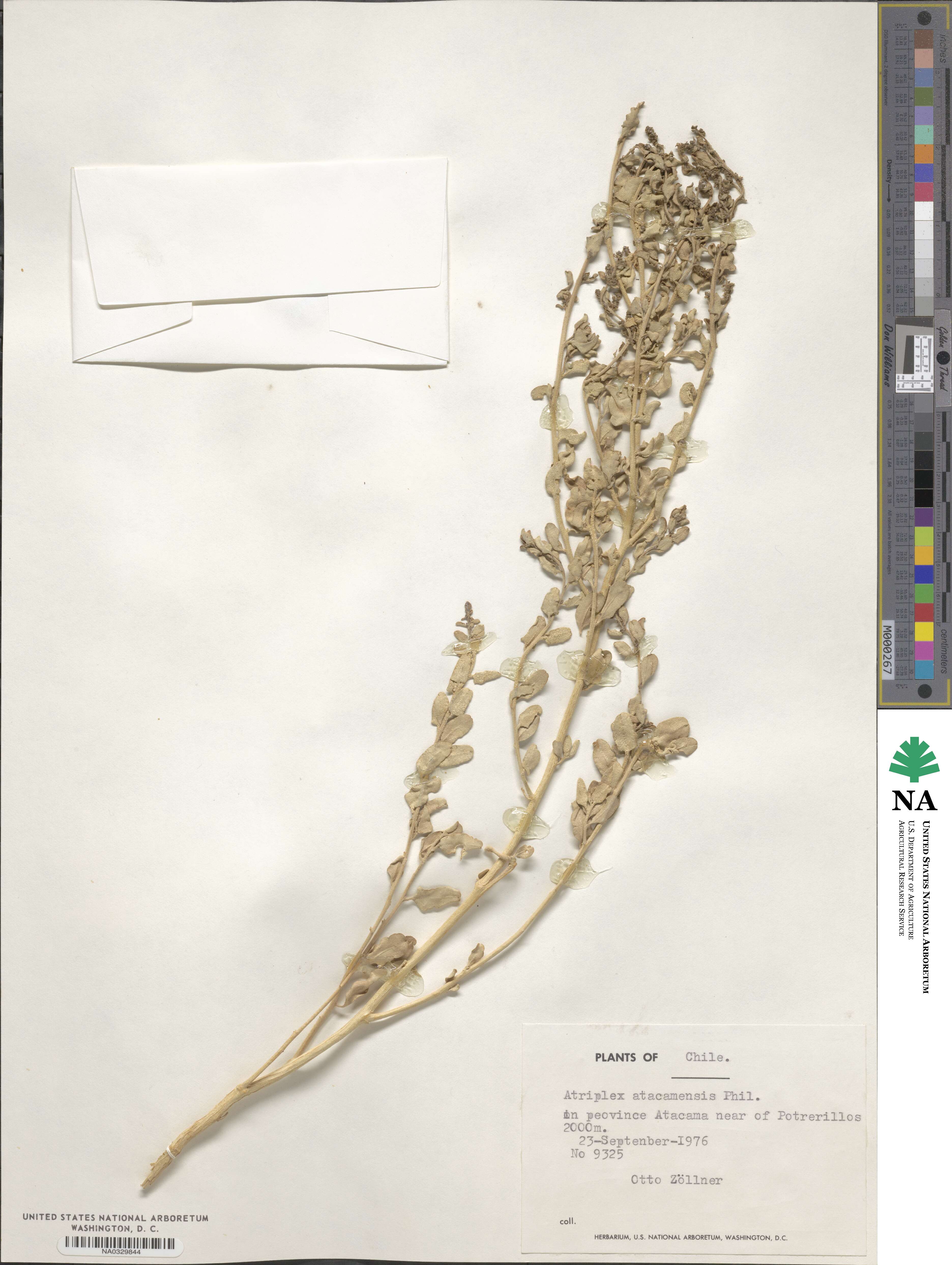 Atriplex atacamensis image