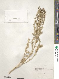 Image of Atriplex atacamensis