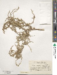 Image of Atriplex crenatifolia