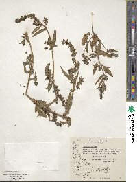 Atriplex prostrata subsp. prostrata image