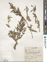 Atriplex prostrata subsp. prostrata image