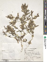 Atriplex prostrata subsp. prostrata image