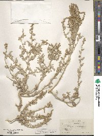 Atriplex acanthocarpa image