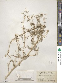 Atriplex acanthocarpa image