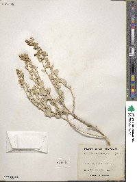 Atriplex acanthocarpa image