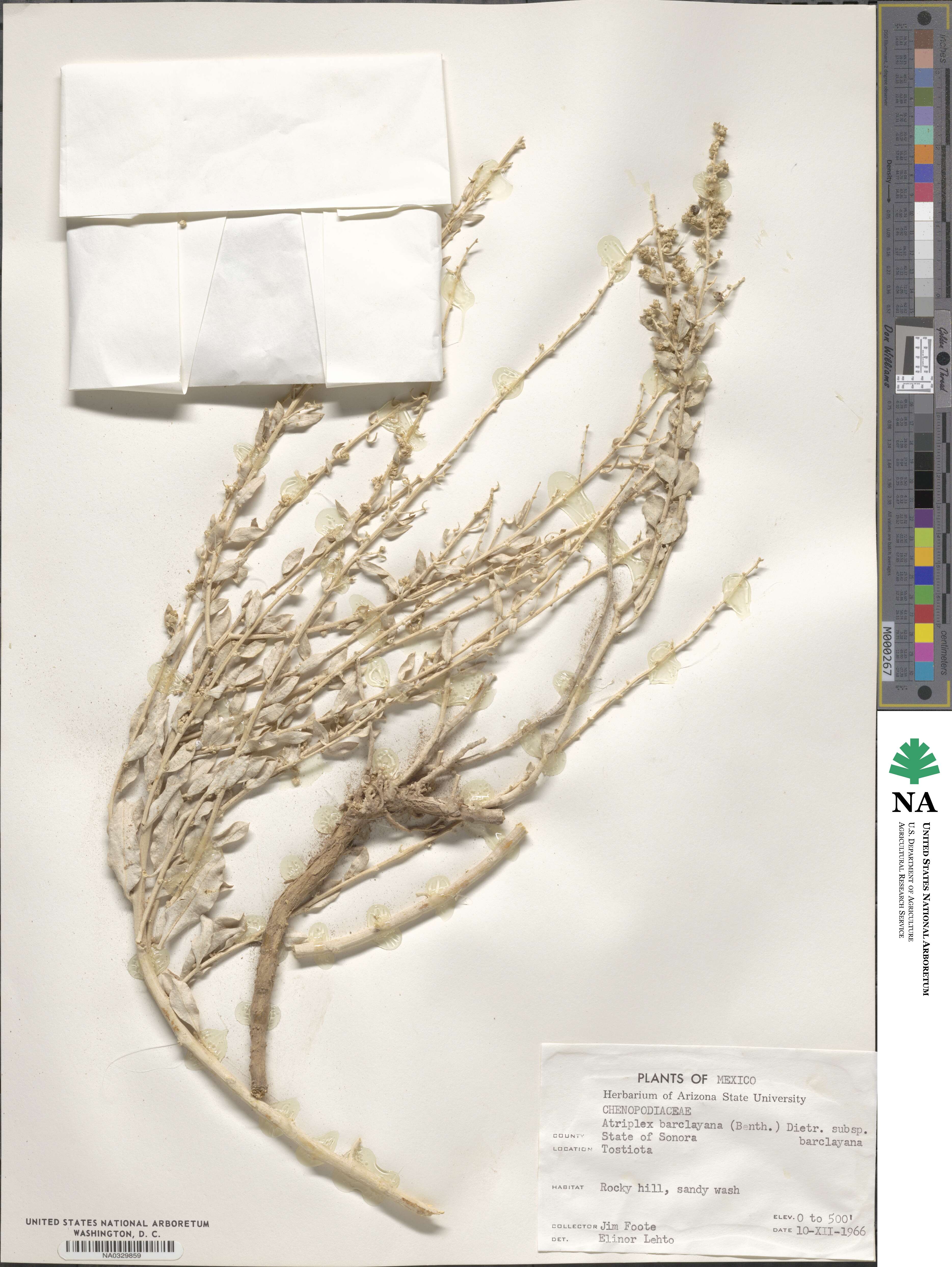 Atriplex barclayana subsp. barclayana image