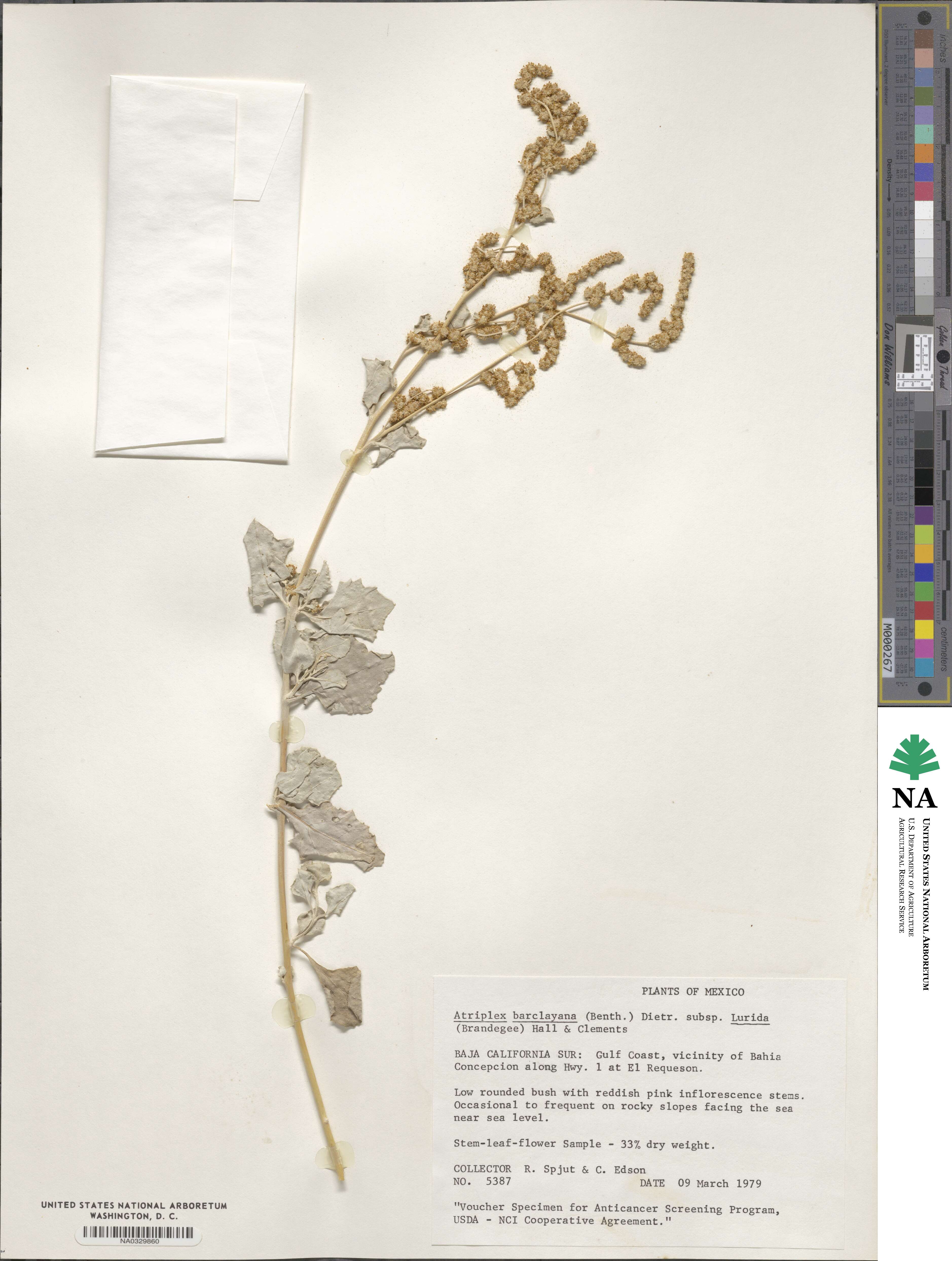 Atriplex barclayana subsp. lurida image