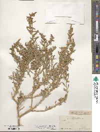 Atriplex canescens image