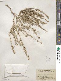 Atriplex canescens image