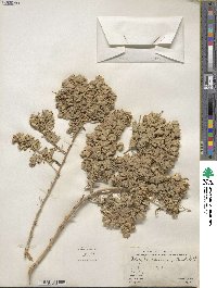 Atriplex canescens image