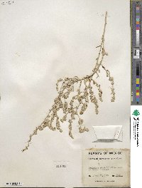 Atriplex canescens image