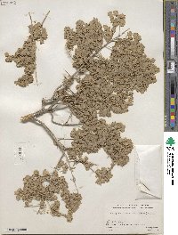 Atriplex canescens image