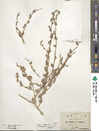 Atriplex argentea image