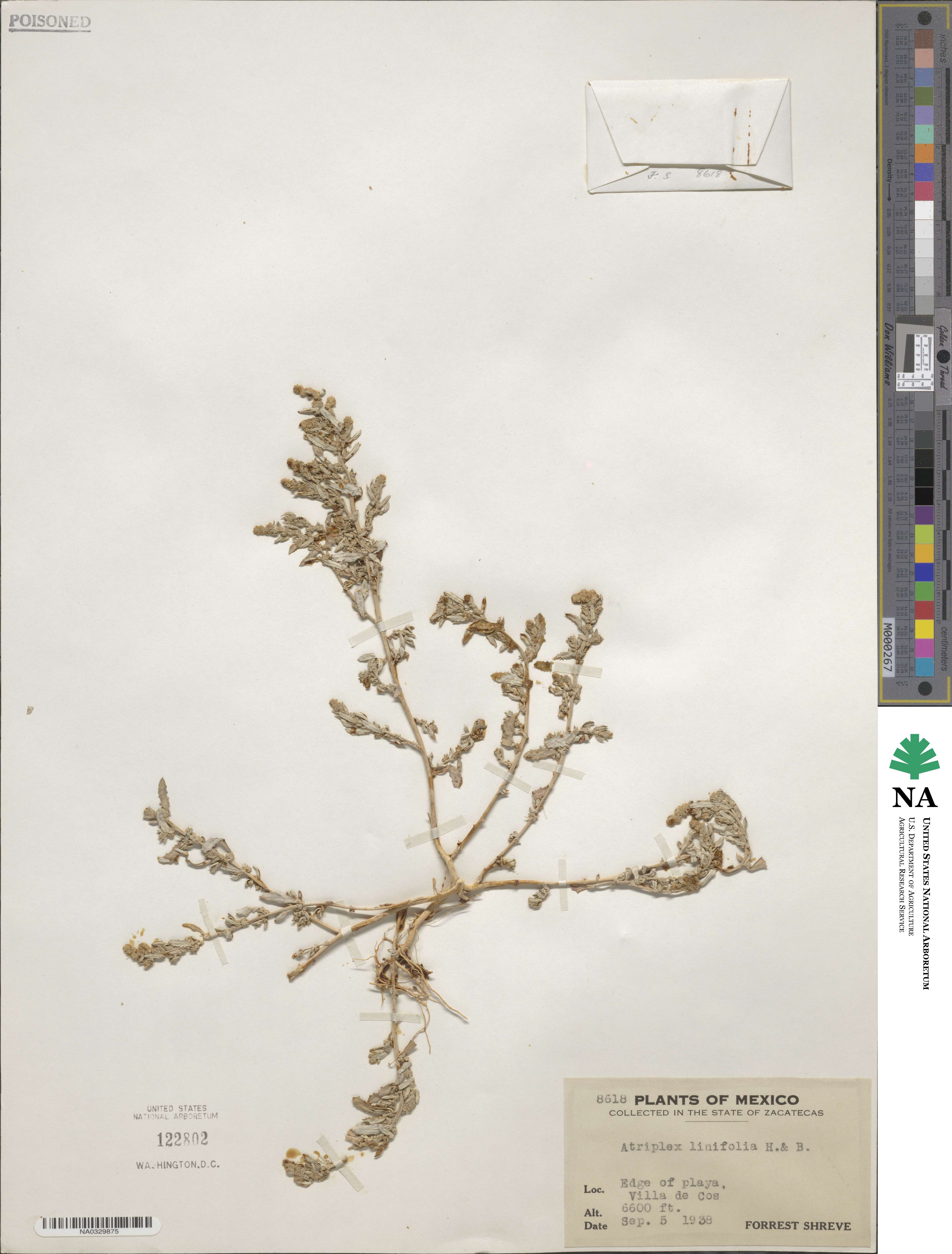 Atriplex linifolia image