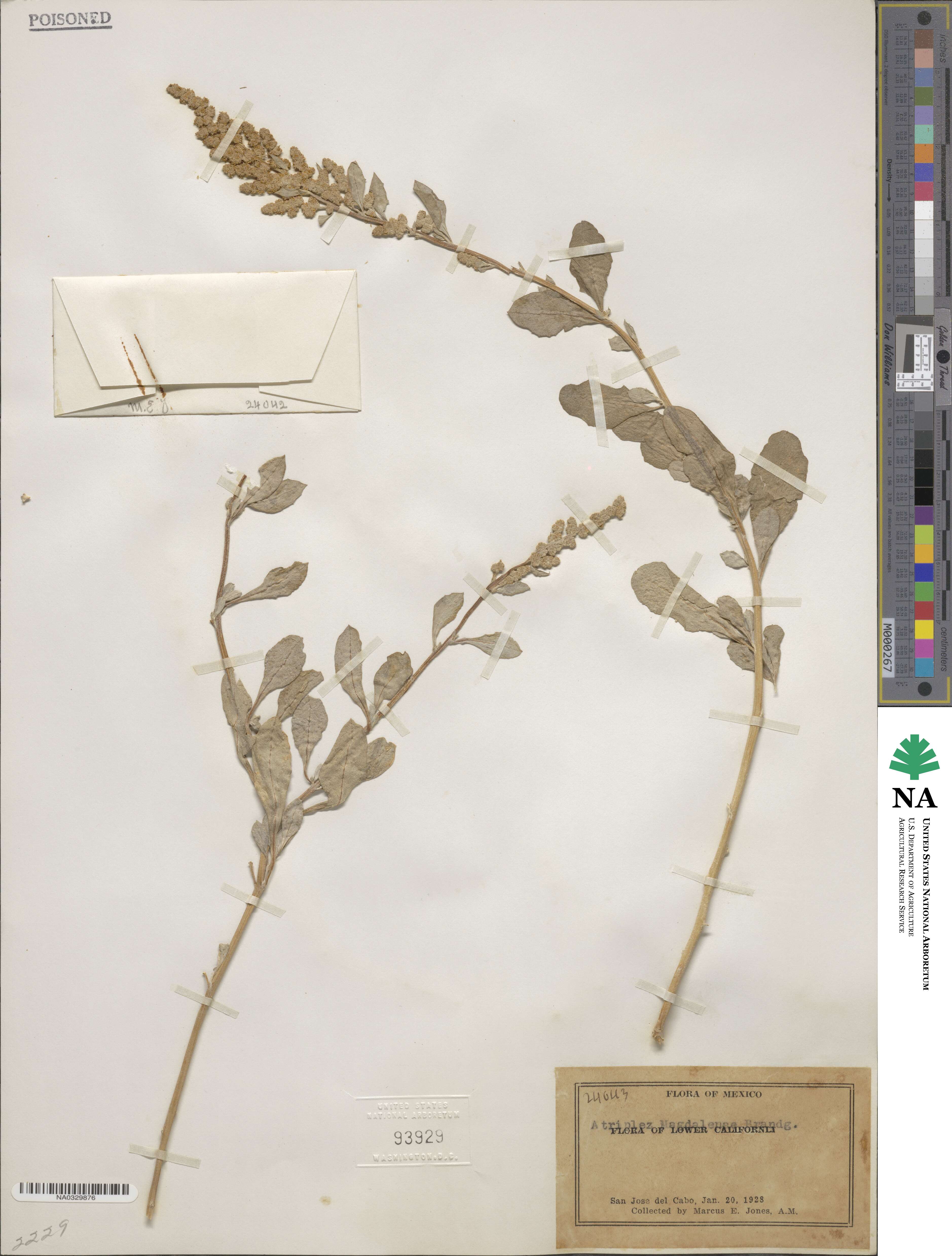 Atriplex magdalenae image