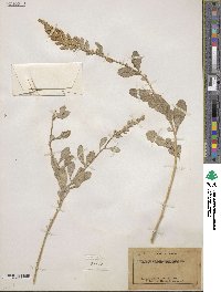 Atriplex magdalenae image