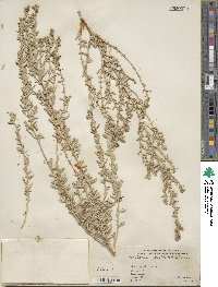 Atriplex obovata image