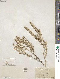 Atriplex obovata image