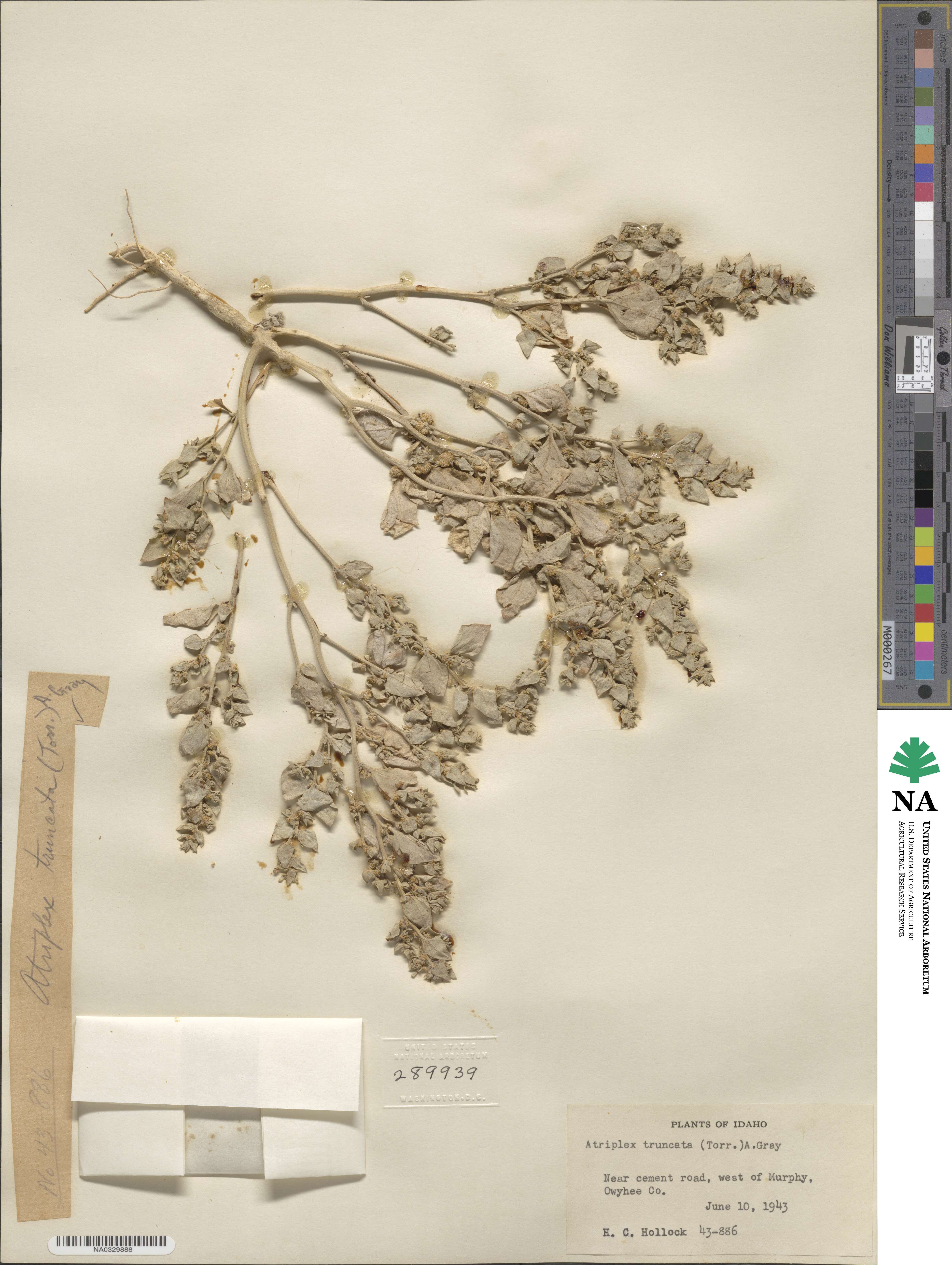 Atriplex truncata image