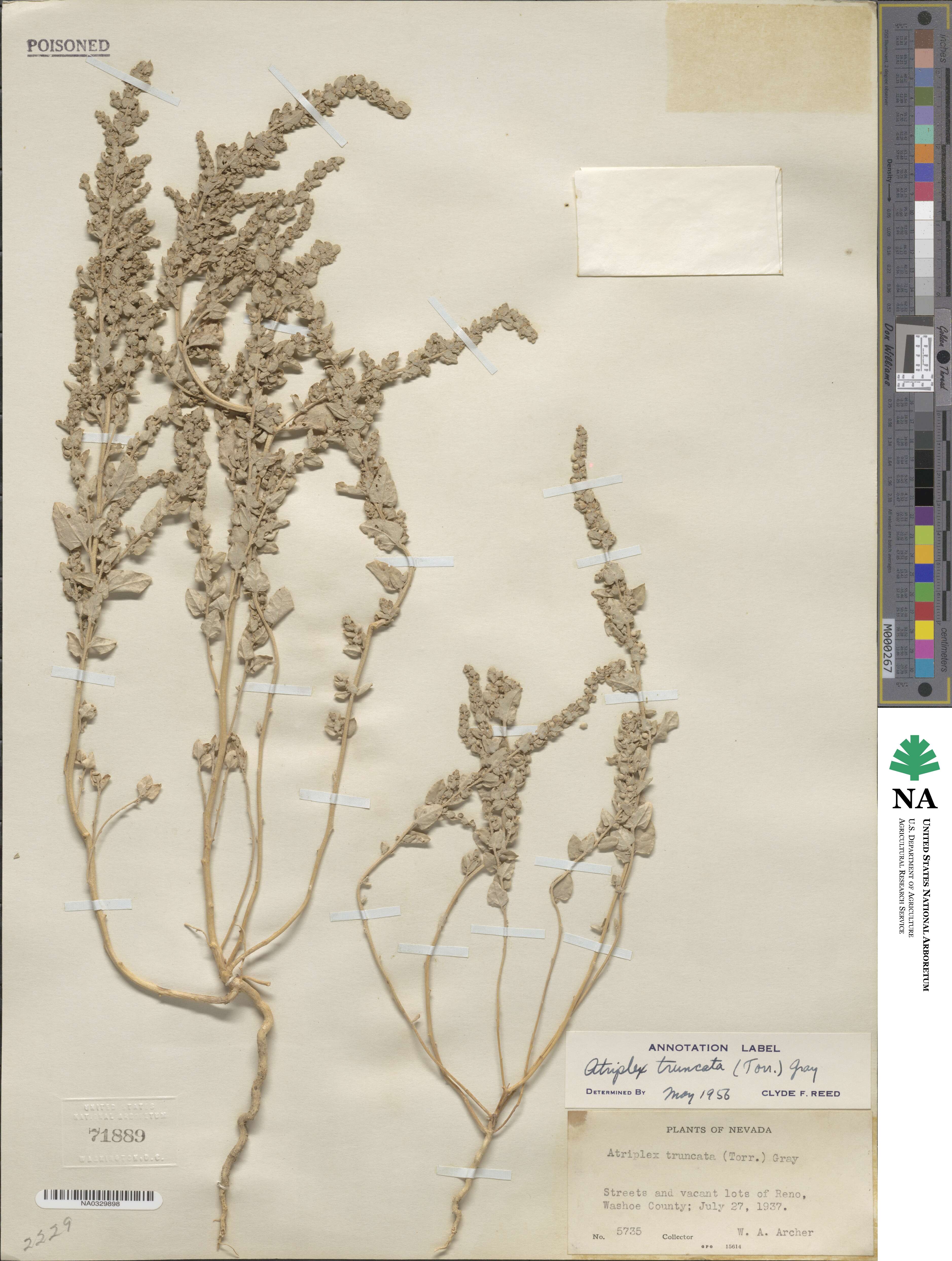 Atriplex truncata image
