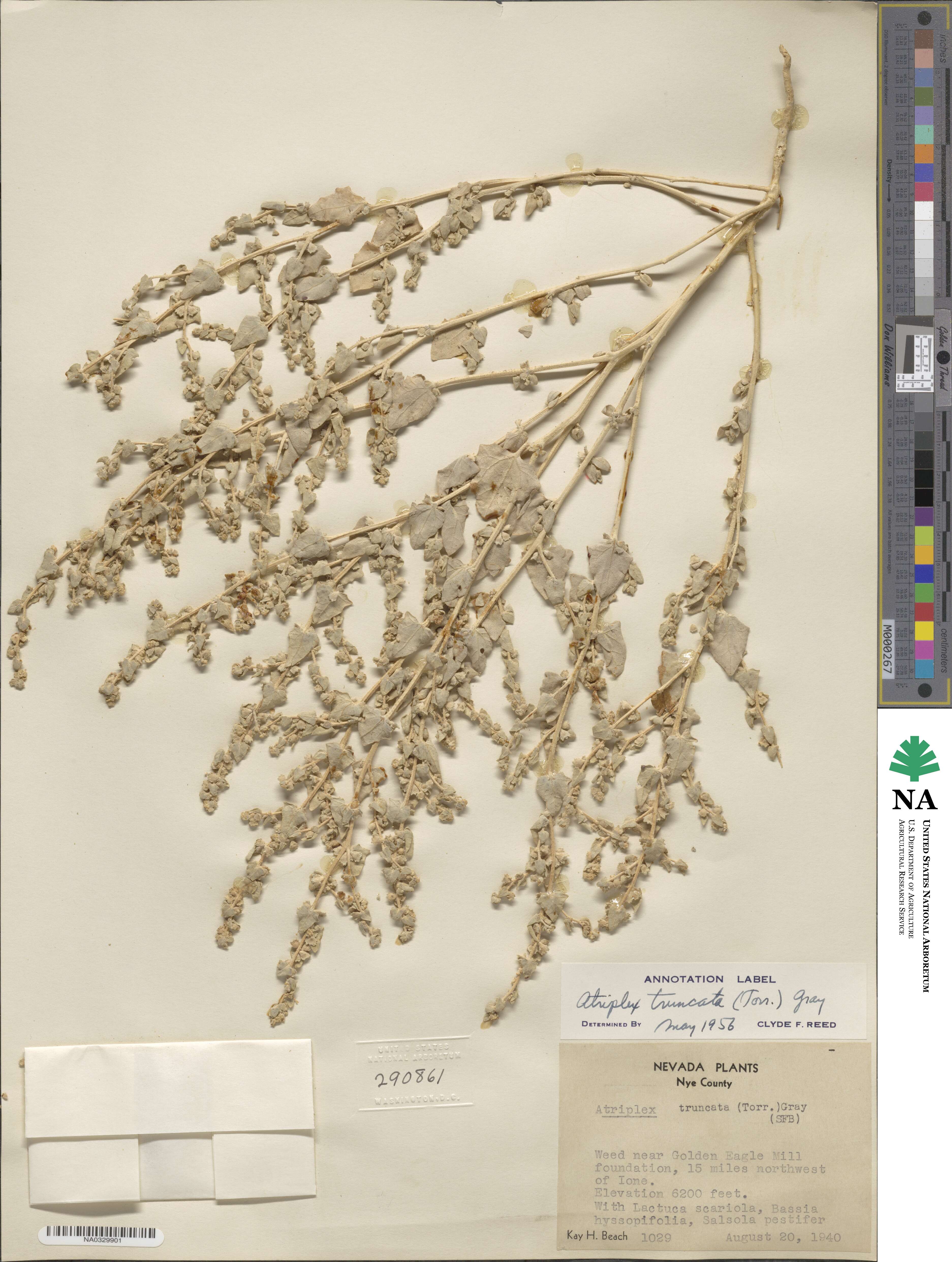 Atriplex truncata image