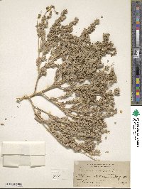 Atriplex argentea image