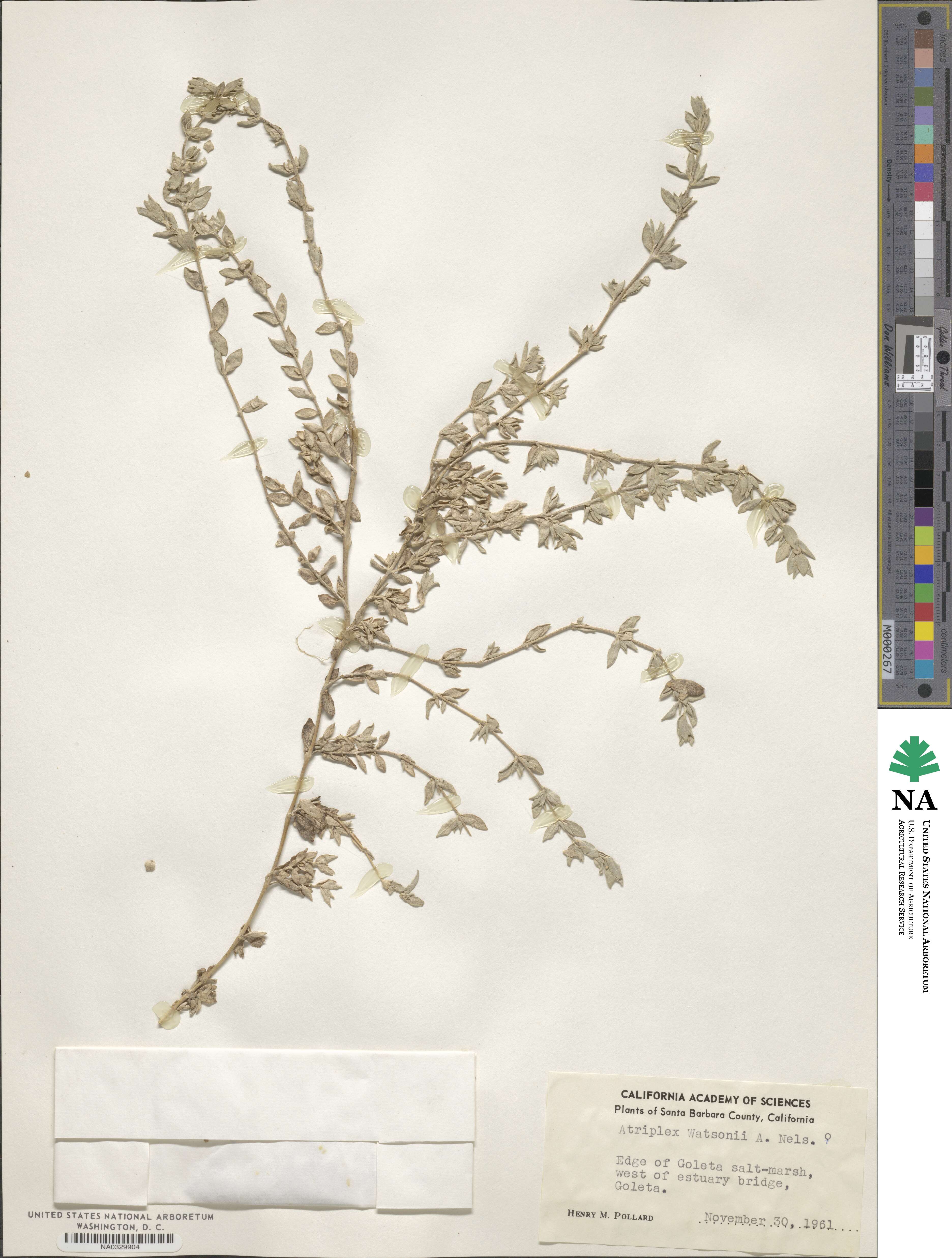 Atriplex watsonii image