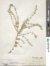 Atriplex watsonii image