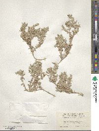 Atriplex watsonii image