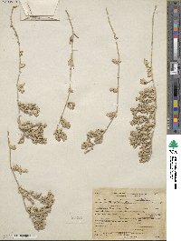 Atriplex watsonii image