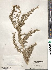 Atriplex serenana image