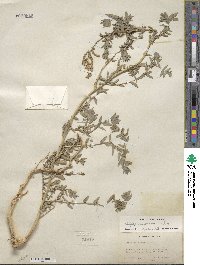 Atriplex serenana image