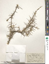 Atriplex spinifera image