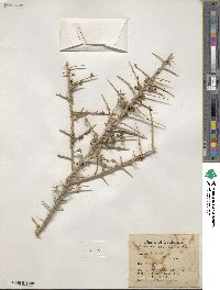 Atriplex spinifera image