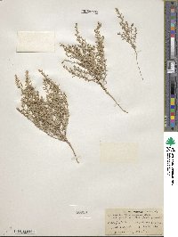 Atriplex tenuissima image