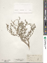 Atriplex texana image