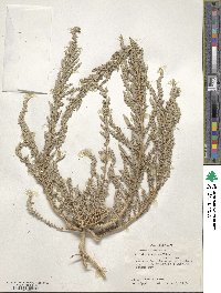 Atriplex texana image