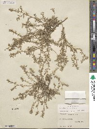 Atriplex texana image