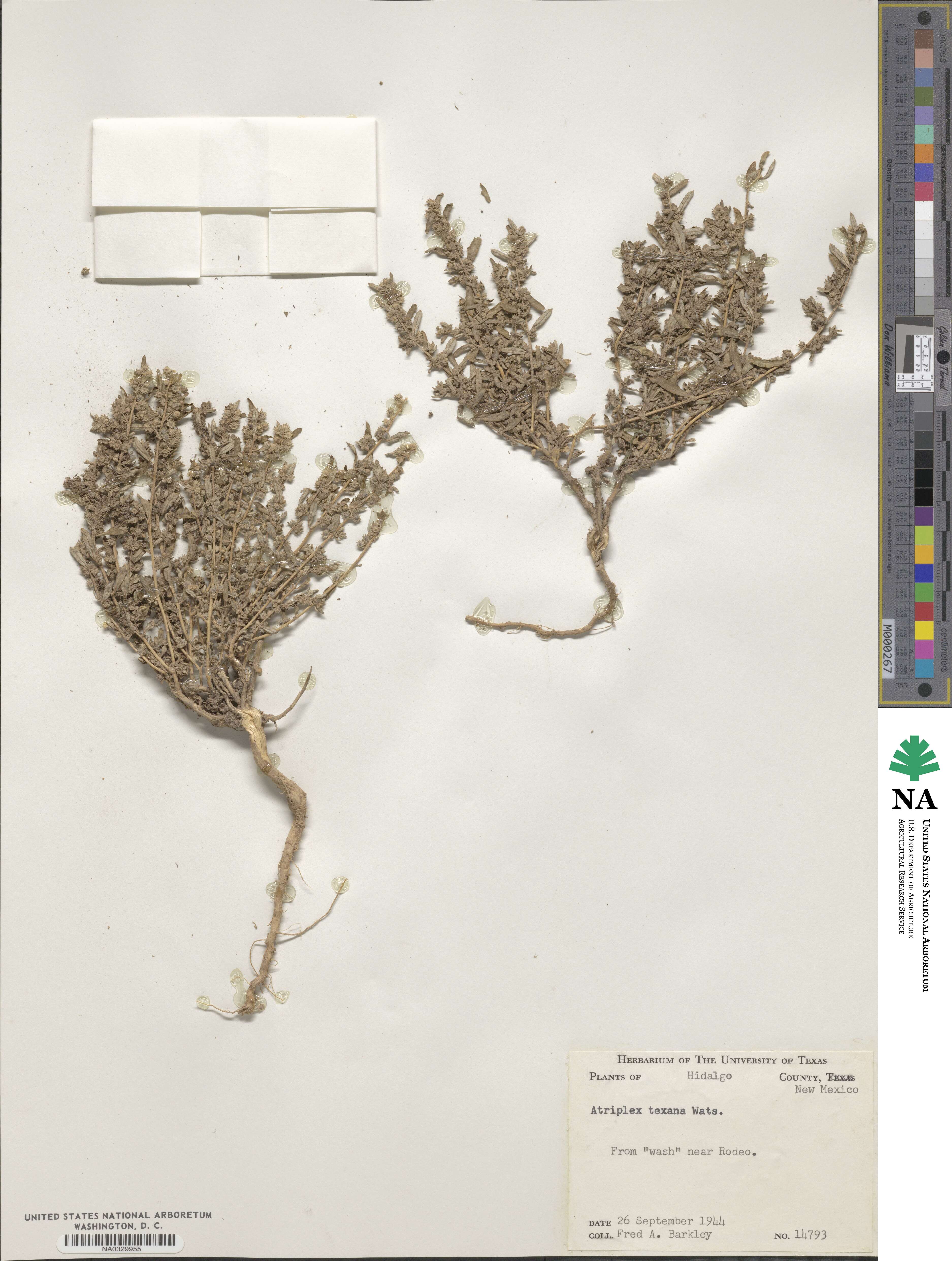 Atriplex texana image