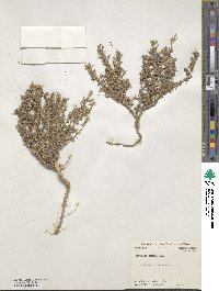 Atriplex texana image