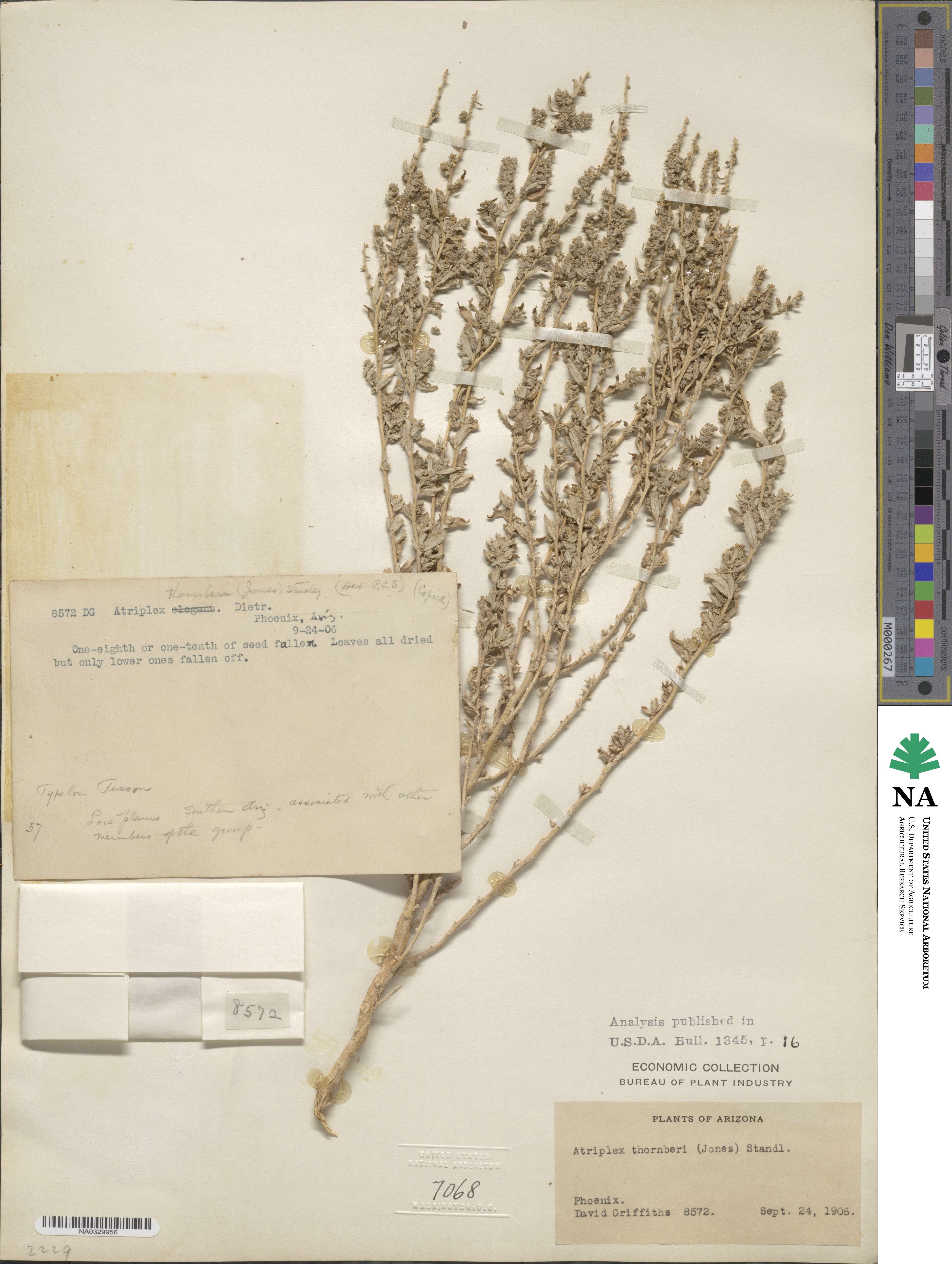 Atriplex elegans var. thornberi image