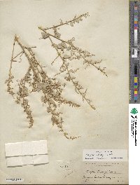 Atriplex torreyi image