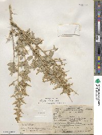 Atriplex torreyi image