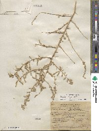 Atriplex torreyi image