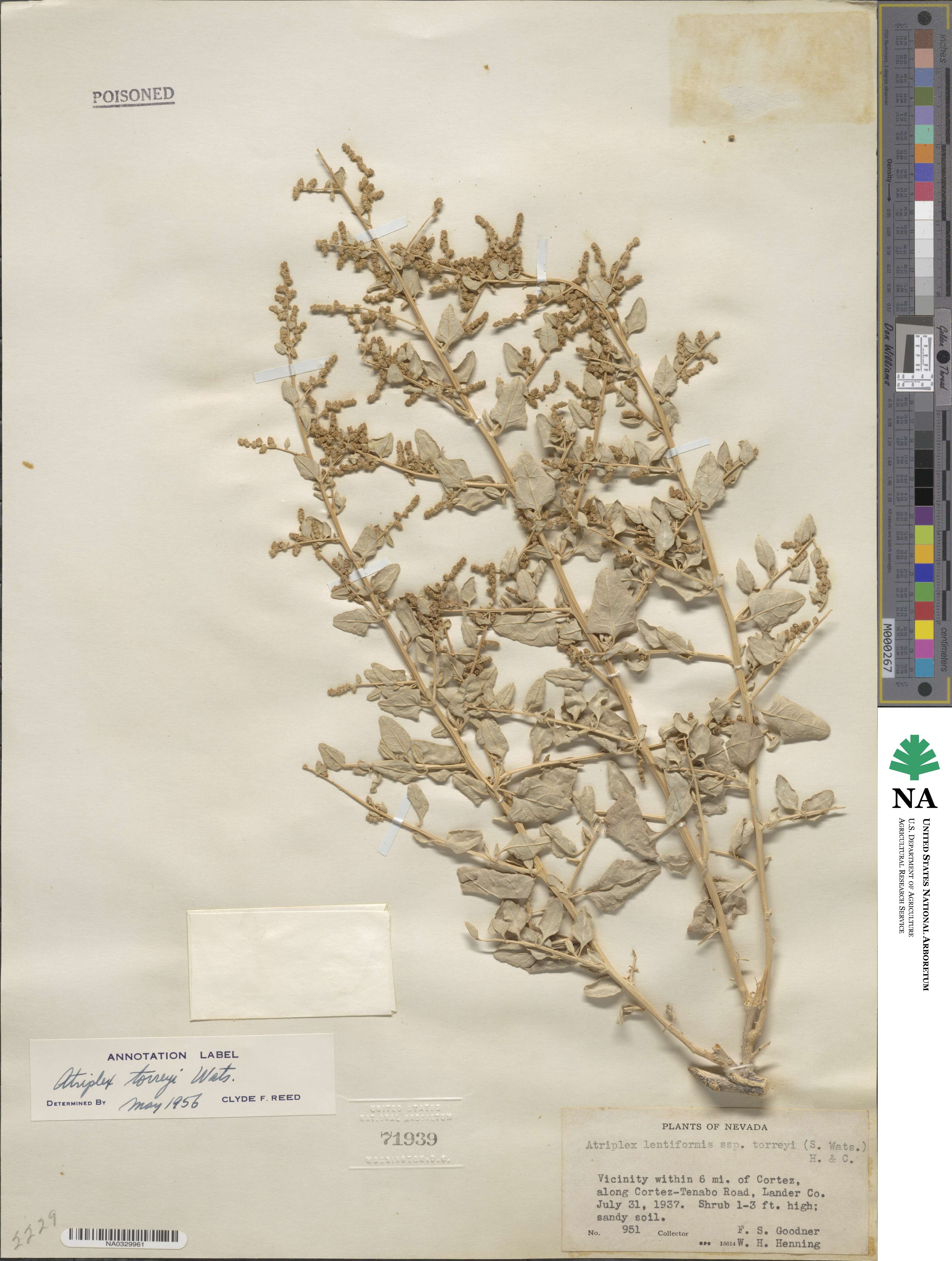 Atriplex torreyi image