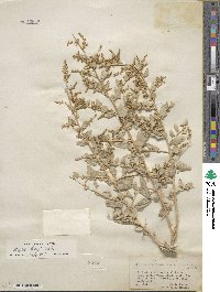 Atriplex torreyi image