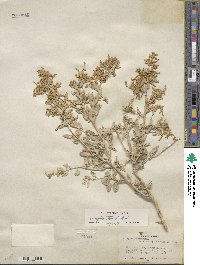 Atriplex torreyi image