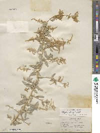 Atriplex torreyi image